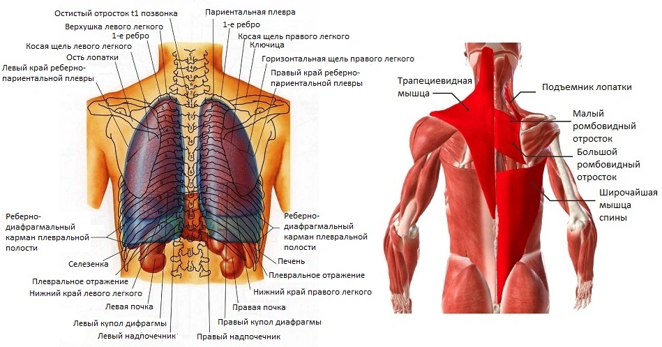 Строение мышц спины и органы грудной клетки