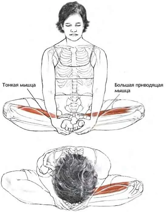 Поза для упражнения «Баддха Конасана»