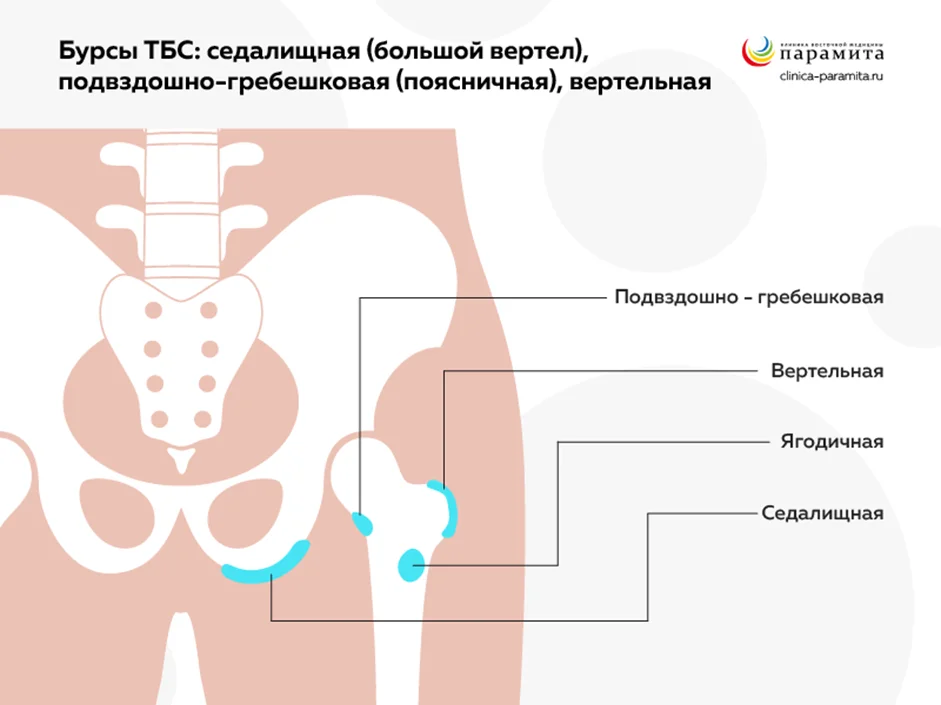 Виды бурс и их расположение в тазобедренном суставе