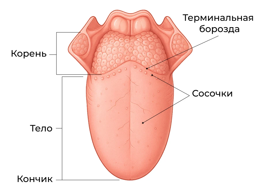 Анатомическая схема языка спереди с подписями: кончик, тело, корень, сосочки