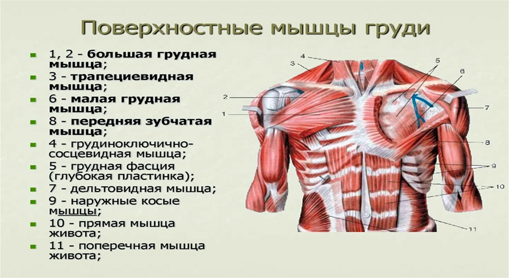 Поверхностные мышцы груди