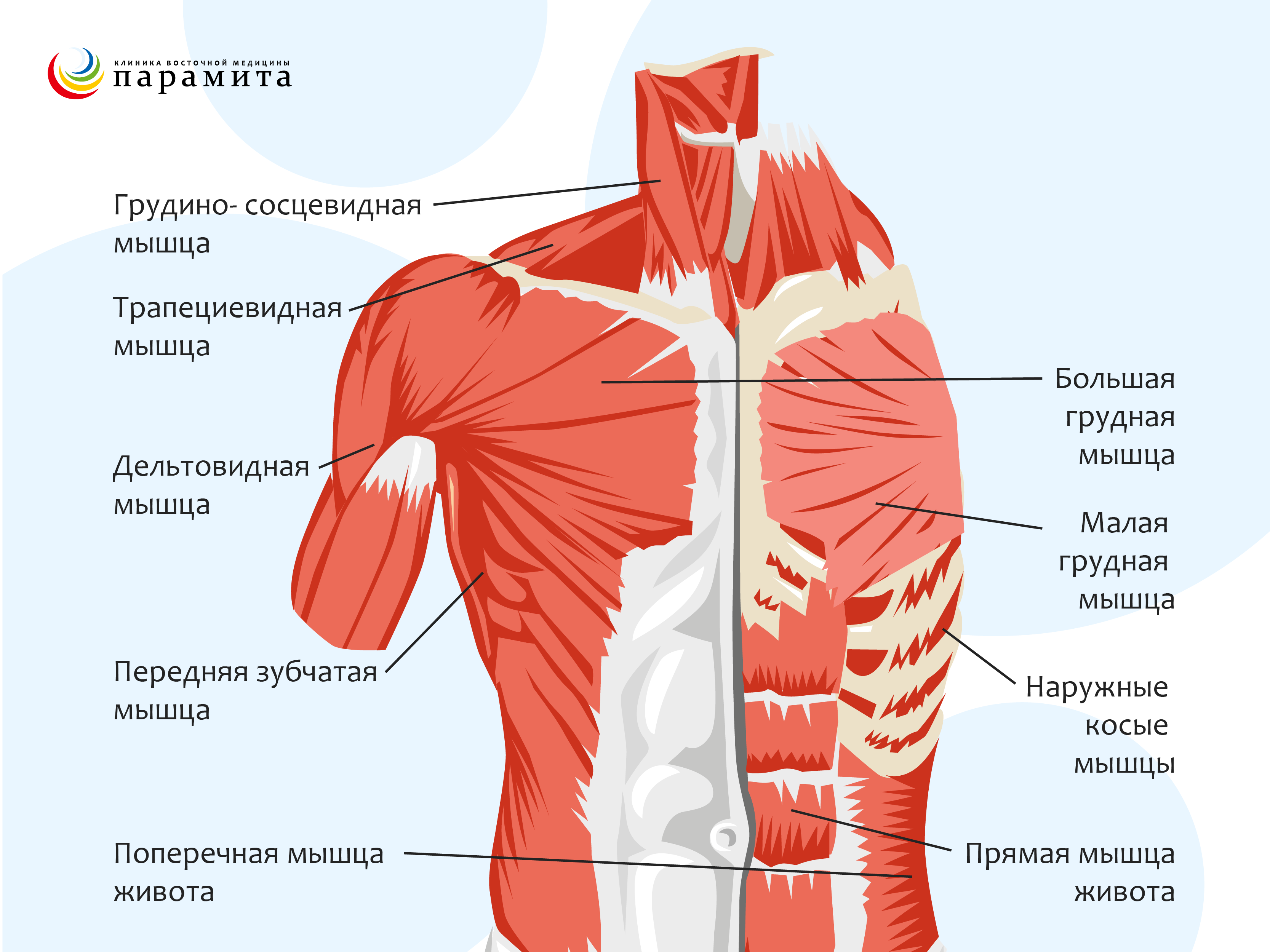 Симптомы и лечение остеохондроза шейного и грудного отдела позвоночника