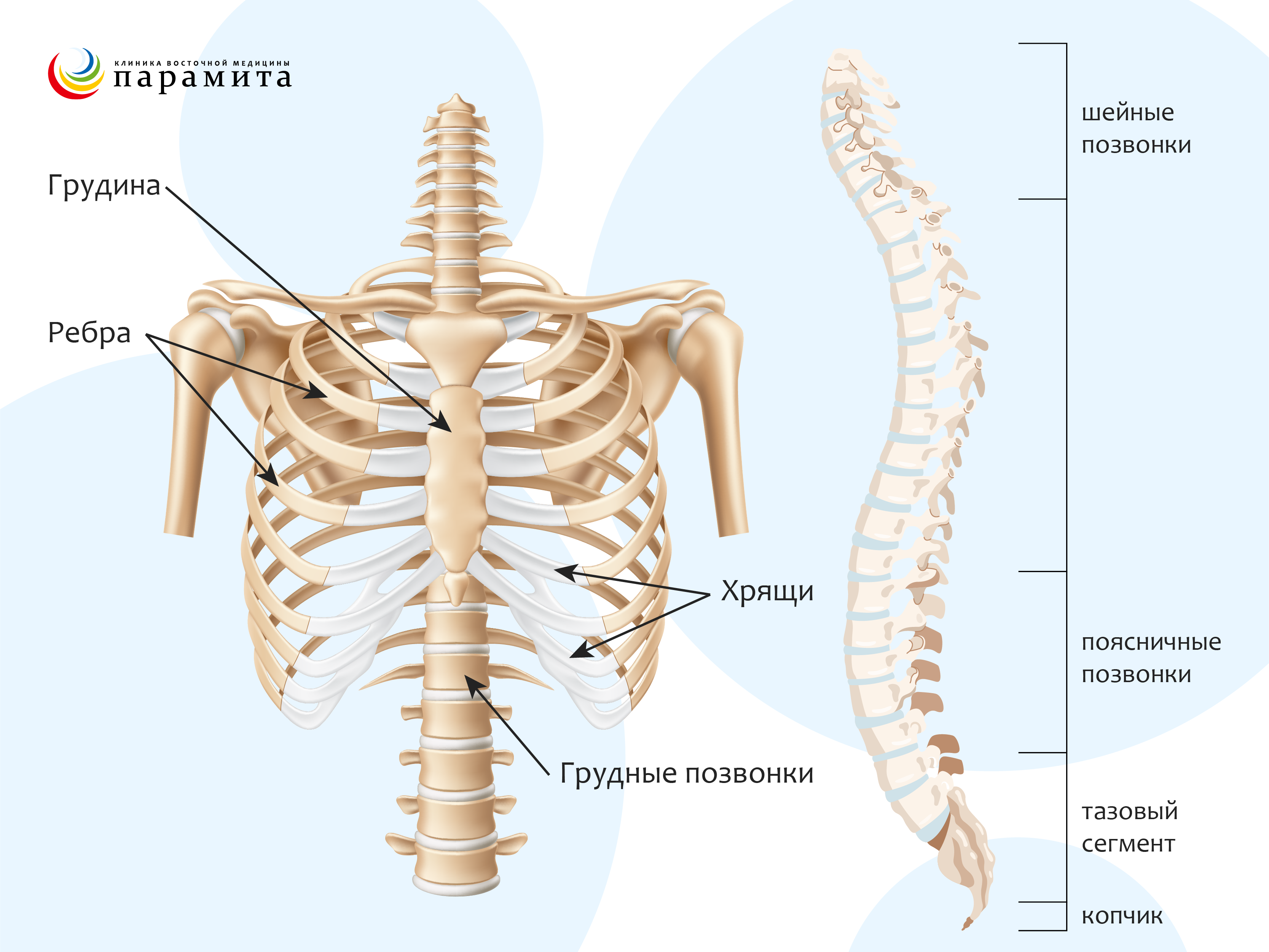 УПРАЖНЕНИЯ ДЛЯ РАССЛАБЛЕНИЯ ПОЗВОНОЧНИКА ПРИ СИДЯЧЕЙ РАБОТЕ - Курортный отель ROYAL Mariánské Lázně