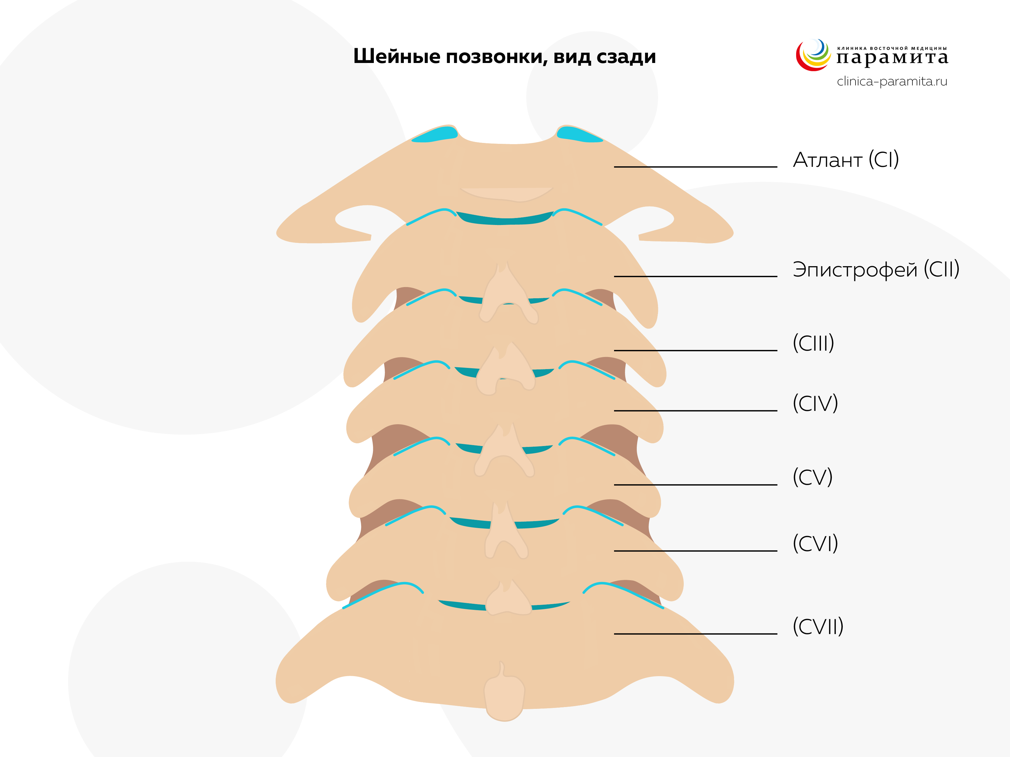 Смещение позвонков (спондилолистез) — симптомы, диагностика, лечение в Москве