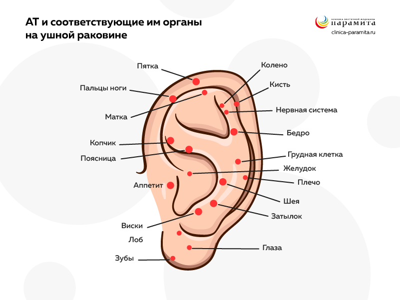 Точки для иглоукалывания на ушной раковине и соответствие их разным органам