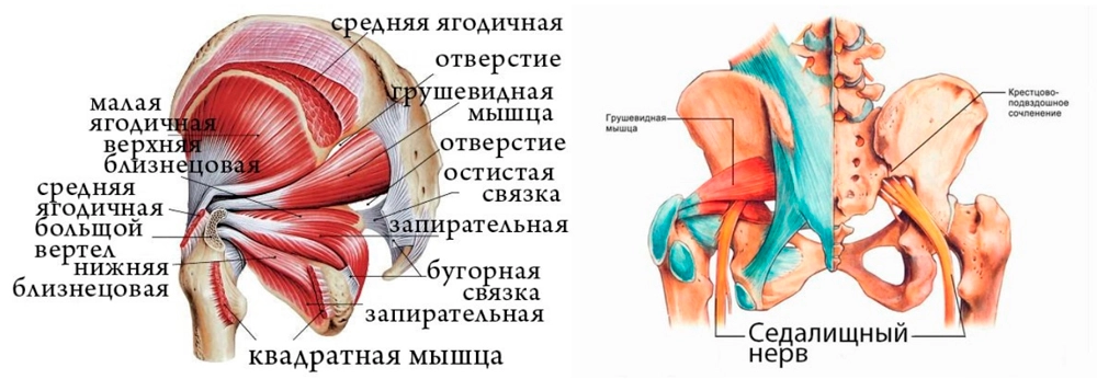 Мышцы ягодичной области и седалищный нерв