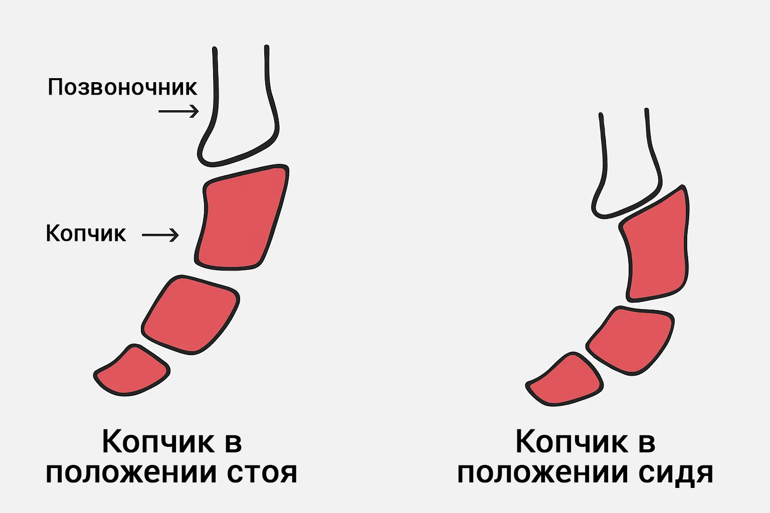 Положение копчика стоя и сидя