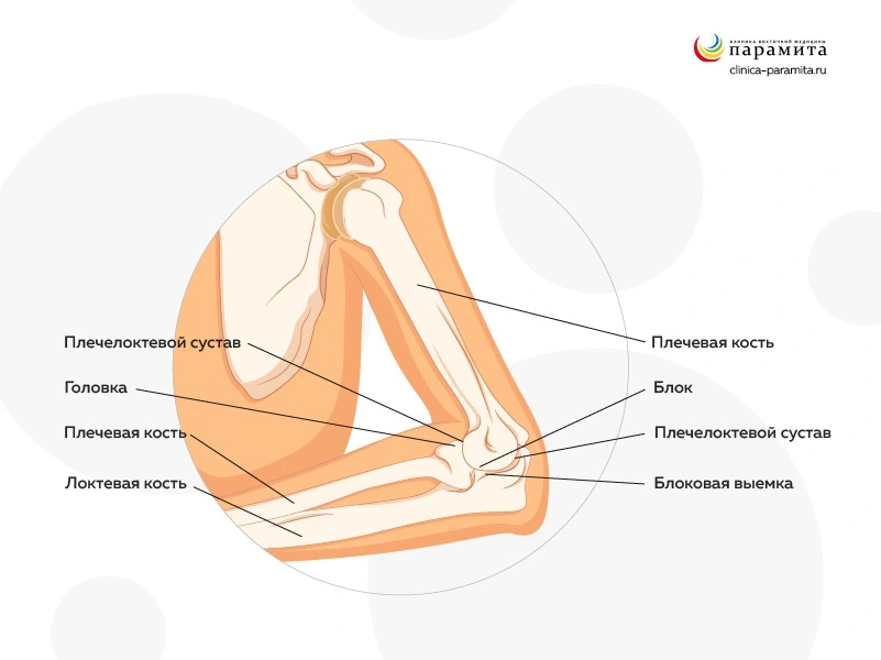 Анатомия локтевого сустава