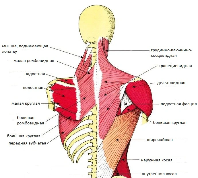 Поверхностные мышцы спины