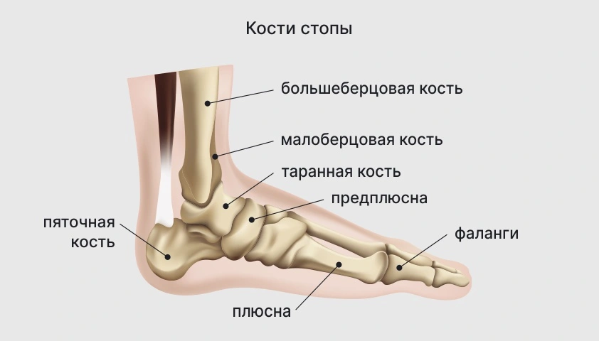 Схематическое изображение строения стопы человека