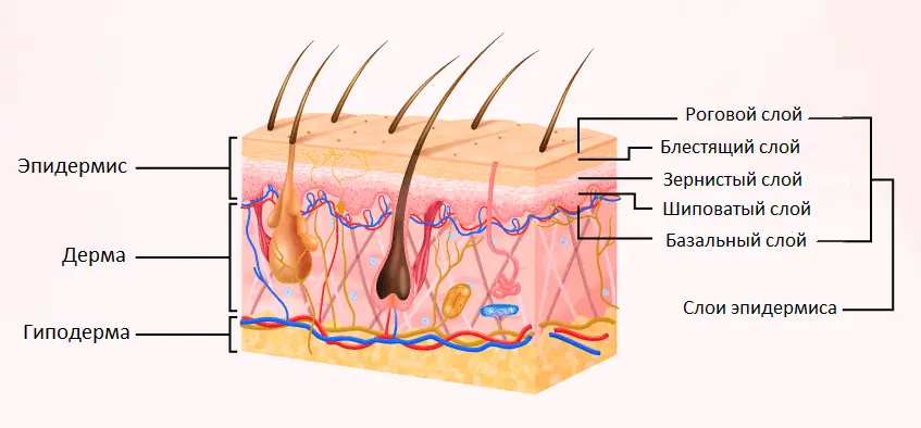 Строение кожи