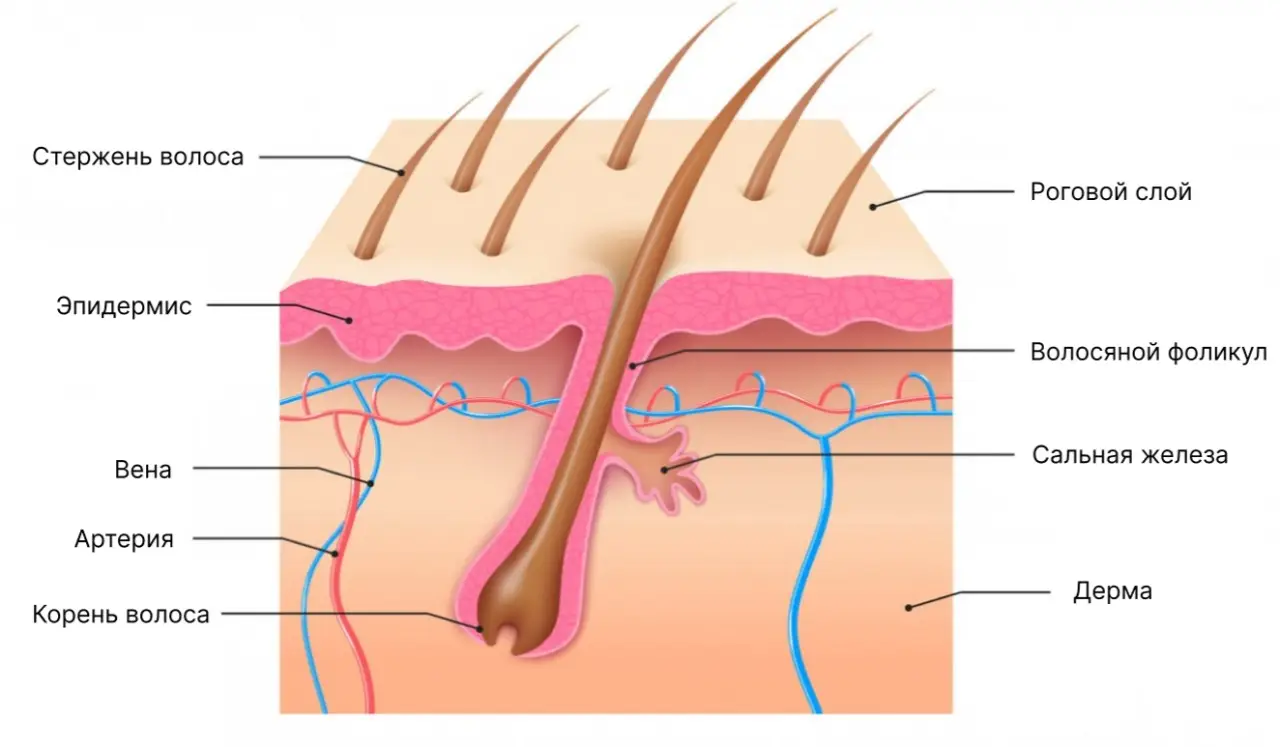 Структура волоса