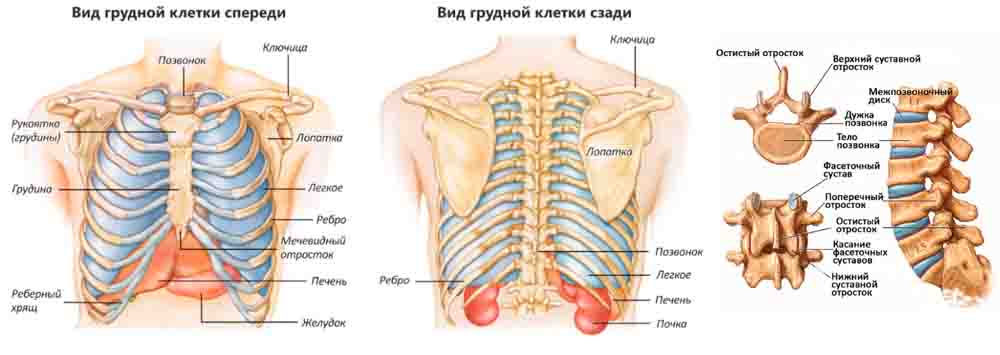 Строение грудного отдела