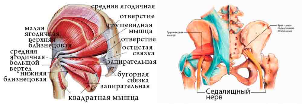 Мышцы ягодичной области и седалищный нерв