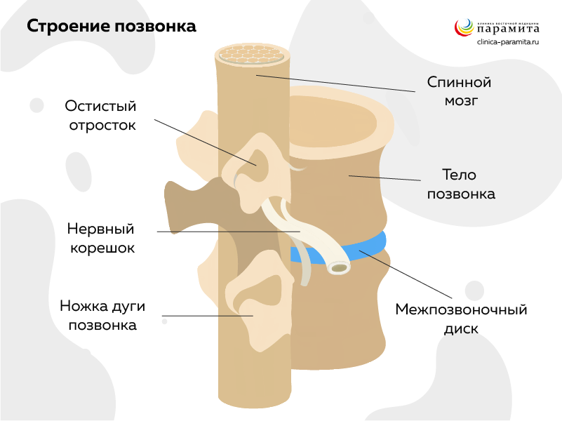 Структура позвонка