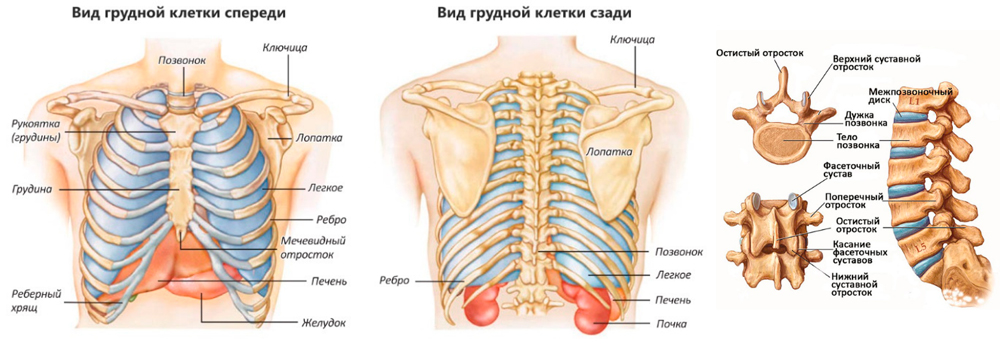 Строение грудного отдела